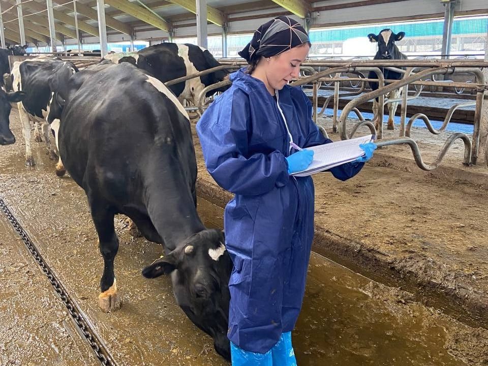 Значение оценки типа телосложения коров и её польза для селекционной работы