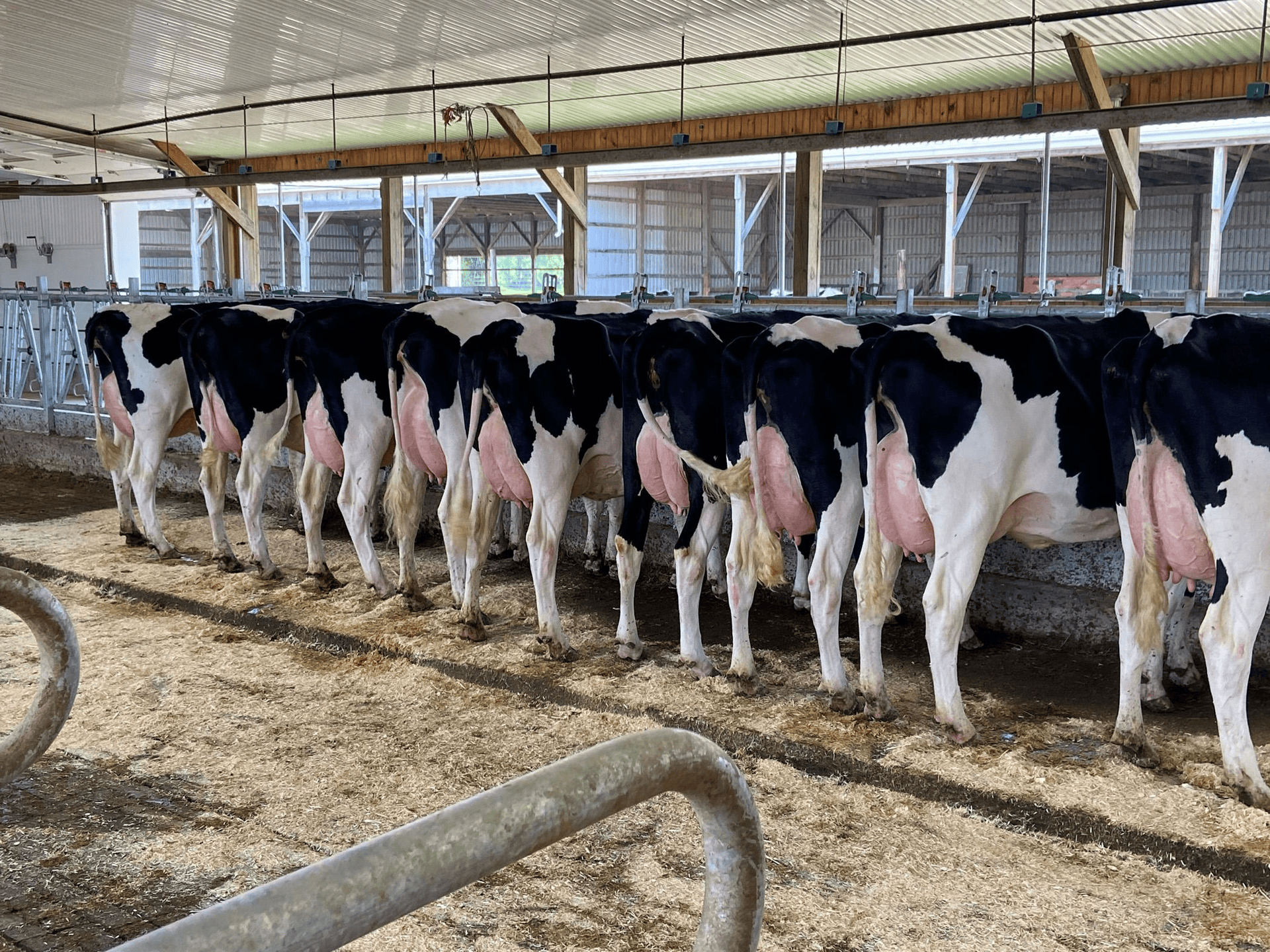 Специалисты ЦЕНТРПЛЕМ провели выездной формат тренинга по искусственному осеменению в Свердловской области